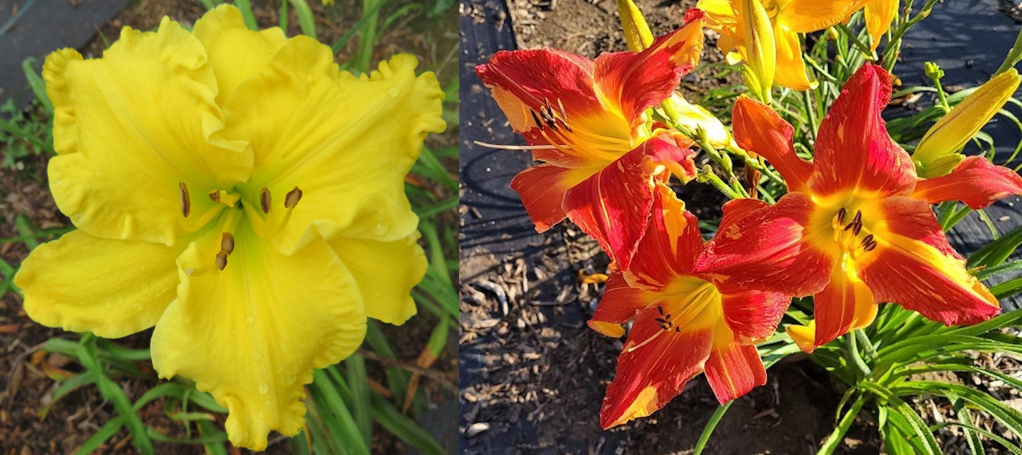 Daylily Seeds:  'A Swell Yellow' x 'Explosion in the Paint Factory'