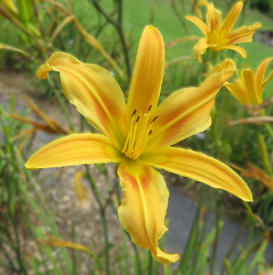 'Autumn Minaret'  (Stout, 1951)