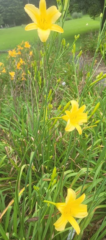 'Autumn Prince' (Stout, 1941)