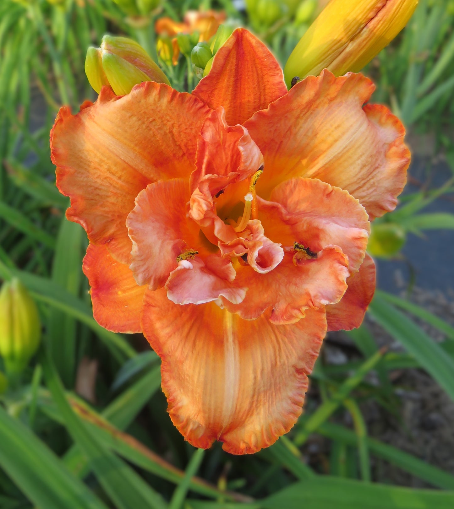 'Awesome Luck'  (Stamile, 2005)