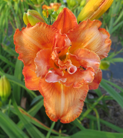 'Awesome Luck'  (Stamile, 2005)