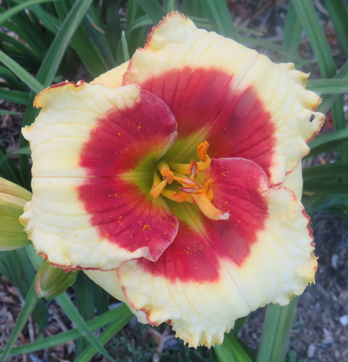 'Awesome Candy' (Stamile, 2000)