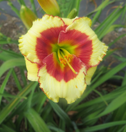 'Awesome Candy' (Stamile, 2000)