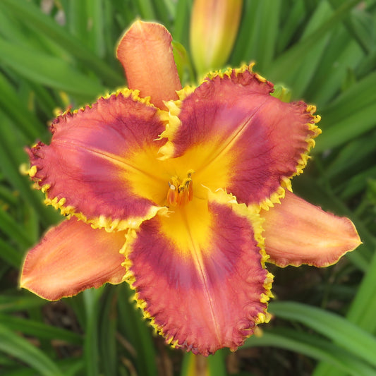 'Barracuda Bay'  (Salter, 1996)