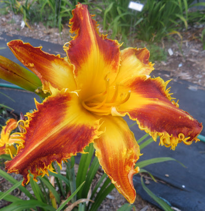 'Beastman' (Gossard, 2012)