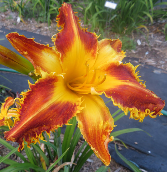 'Beastman' (Gossard, 2012)