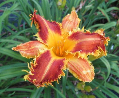 'Beastman' (Gossard, 2012)