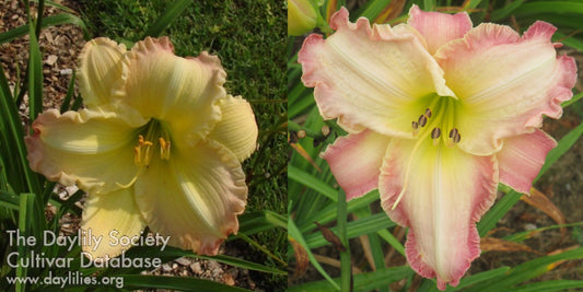 Daylily Seeds: 'Beautiful Edgings' x 'Morningcloud Marmalade'