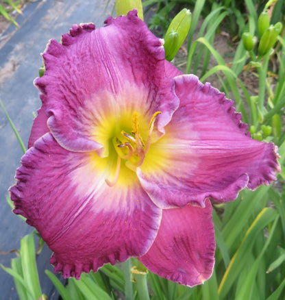 'Beside Still Waters' (Bell-T., 2005)