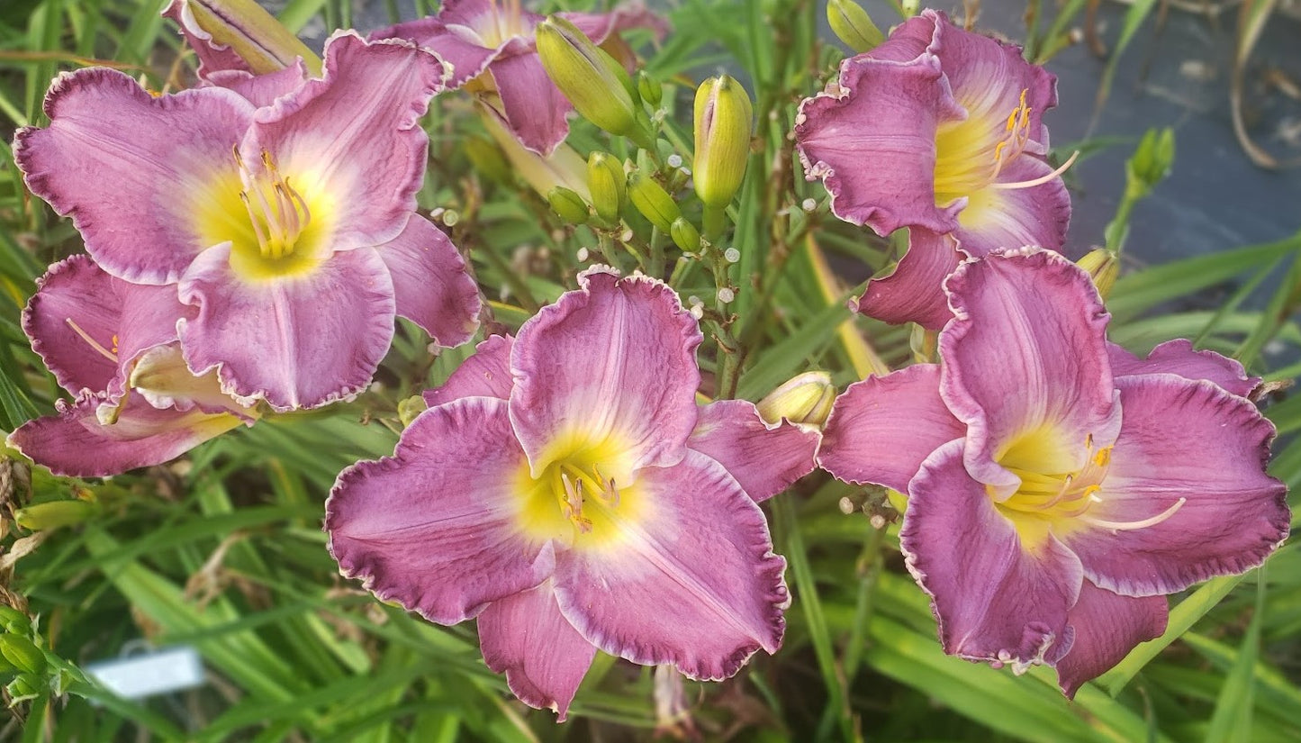 'Beside Still Waters' (Bell-T., 2005)