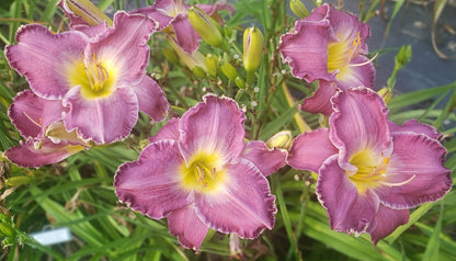 'Beside Still Waters' (Bell-T., 2005)