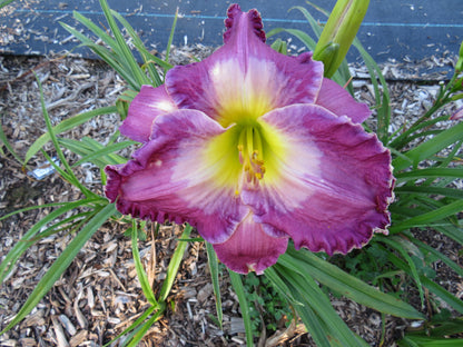 'Beside Still Waters' (Bell-T., 2005)