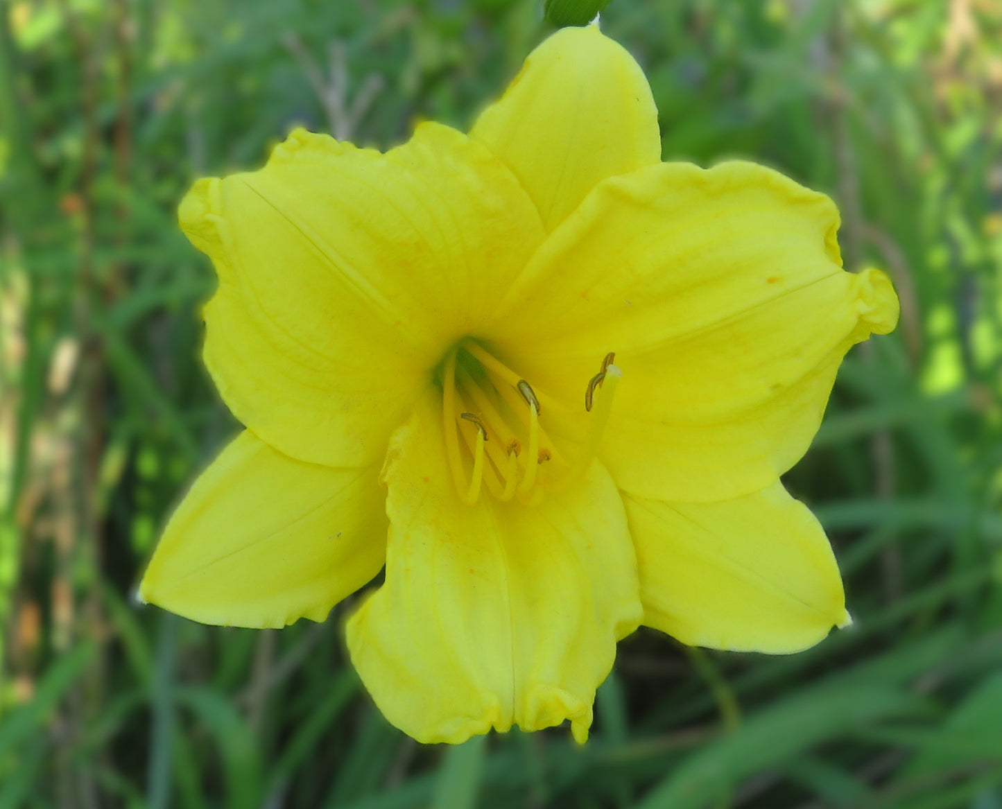 'Bitsy' (Warner, 1963)