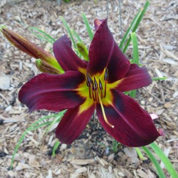 'Black Friar' (Lester, 1951)