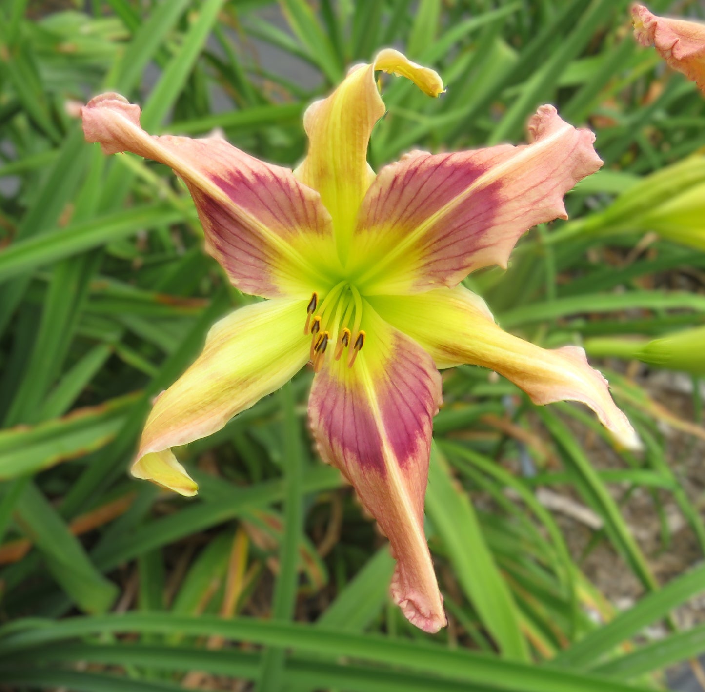 'Blue Starlight' (Murphy-J.P., 2015)