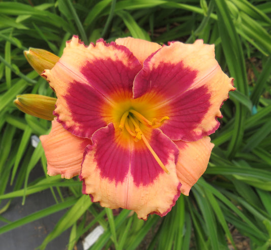 'Blushing Summer Valentine' (Salter-Oakes, 2012)