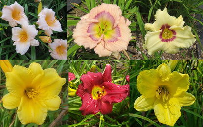 Daylily Seeds:  Mixed Daylily Seed