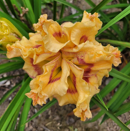 'Border Truffle' (Kirchhoff-D., 2005)