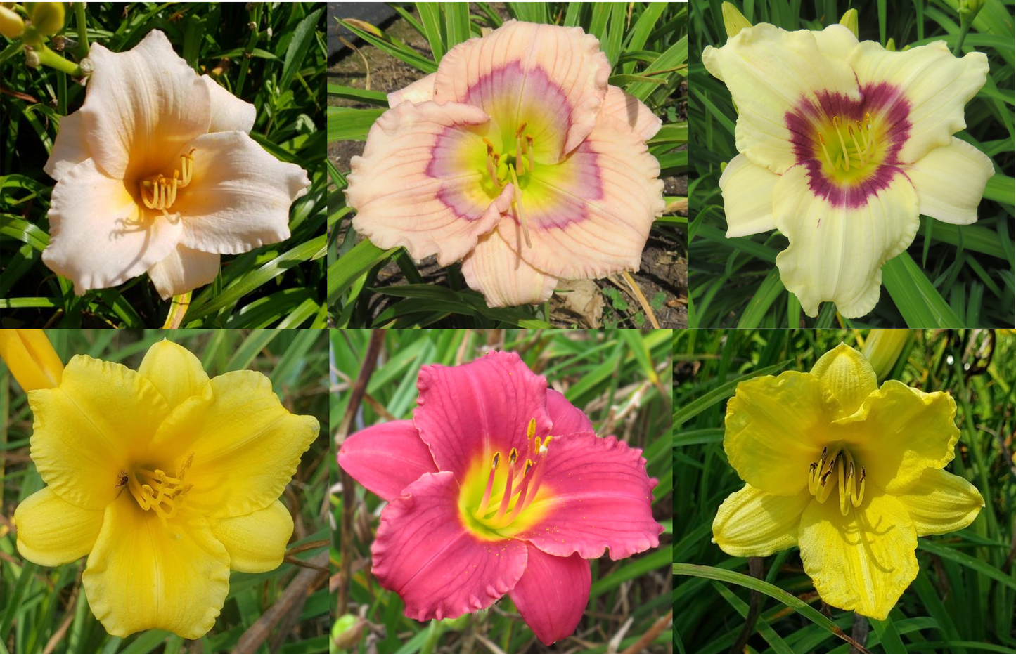 Border Plant Collection