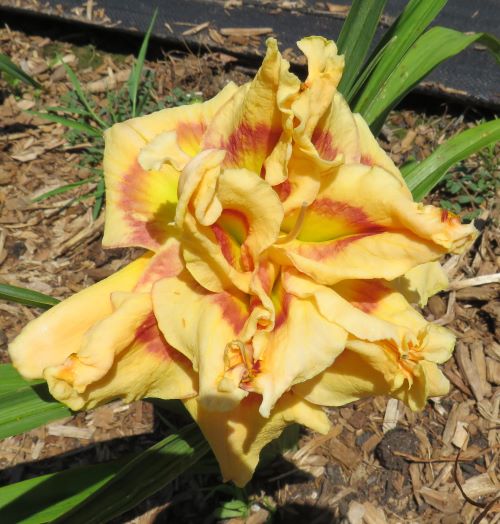 'Border Truffle' (Kirchhoff-D., 2005)