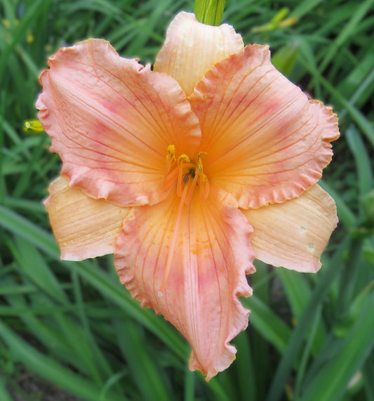 'Brand New Lover' (Brooks-B., 1987)