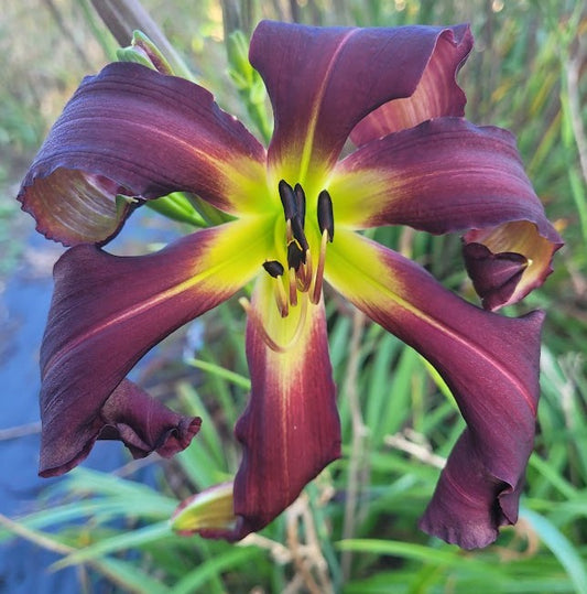 'Brer Rabbit's Baby' (Roberts-N., 2002)