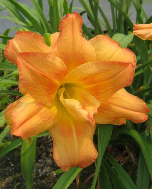 'Briana Joy' (Balash-Bailey, 1994)