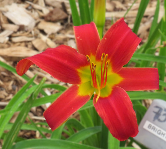 'Bright Charm' (Douglas-G., 1954)