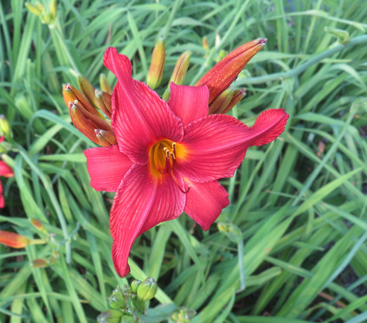 'Bright Dancer' (Spalding, 1956)