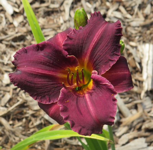 'Brookwood Black Kitten' (Sharp, 1995)