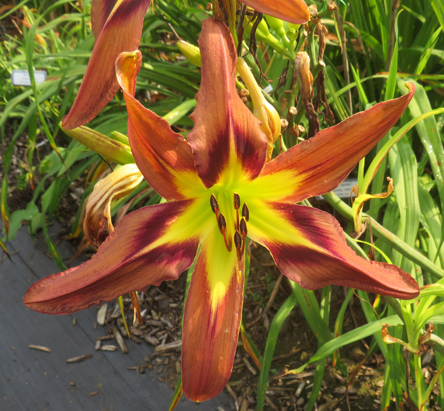 Daylily Seeds:  'Brown Exotica' x 'Simmering Elephants'