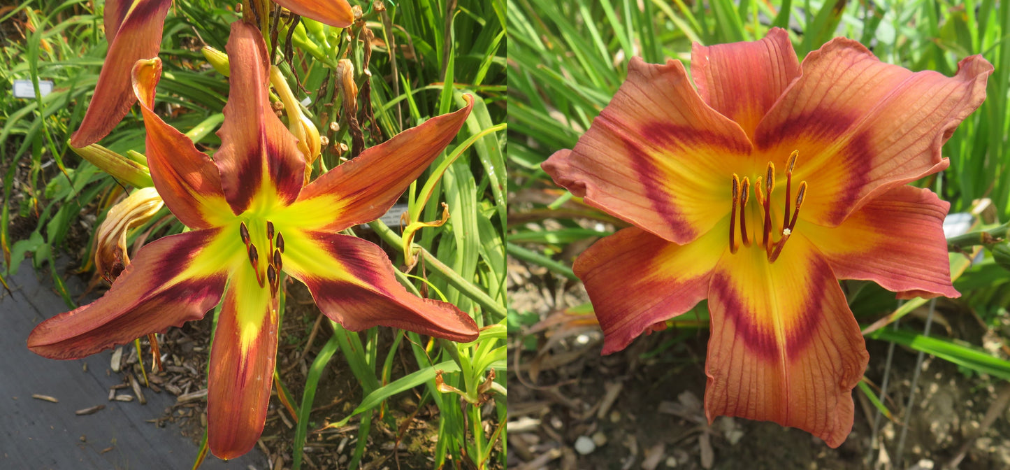 Daylily Seeds:  'Brown Exotica' x 'Simmering Elephants'