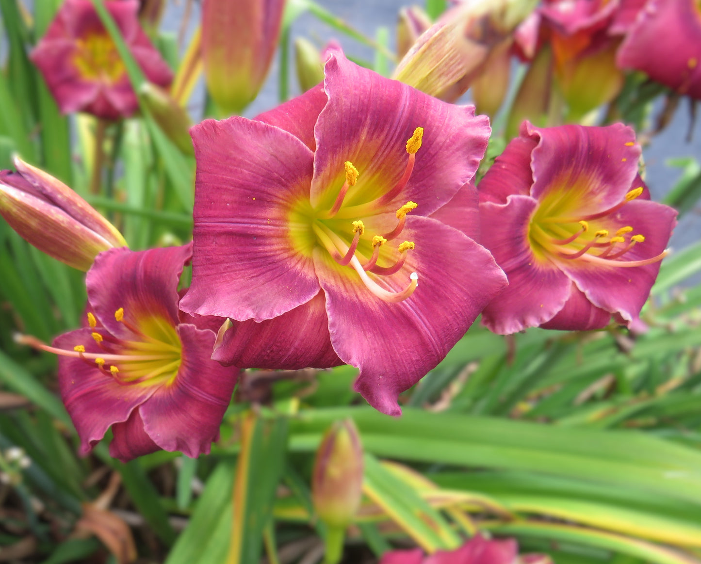 'Burgundy Blush' (Netherton, 2014)