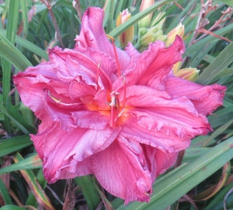 'Bursting Forth'  (Veurink-S., 2016)
