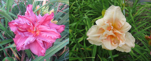 Daylily Seeds:  'Bursting Forth' x 'Pink Peppermint'