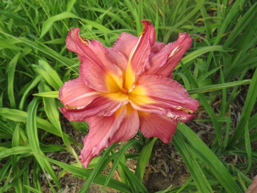 Daylily Seeds:  'Bursting Forth' x 'Pink Peppermint'