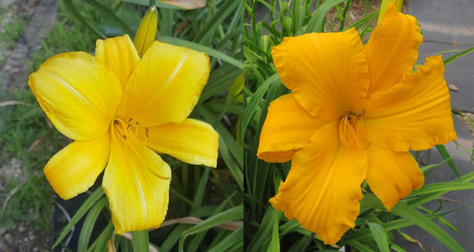 Daylily Seeds:  'Buttered Popcorn' x 'Topguns Aztec Gold'