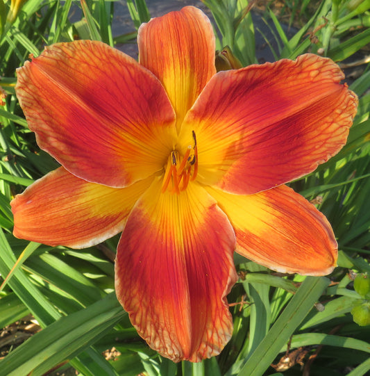 "Cake Plate" (unregistered by Goldner)