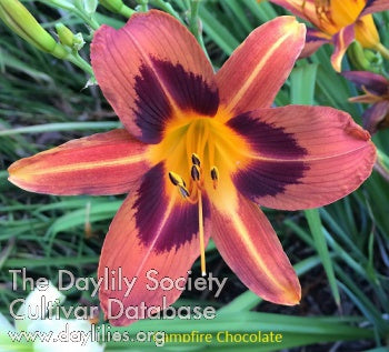 Daylily Seeds: 'Campfire Chocolate' x 'Brown Exotica'