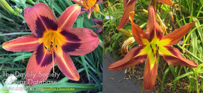 Daylily Seeds: 'Campfire Chocolate' x 'Brown Exotica'