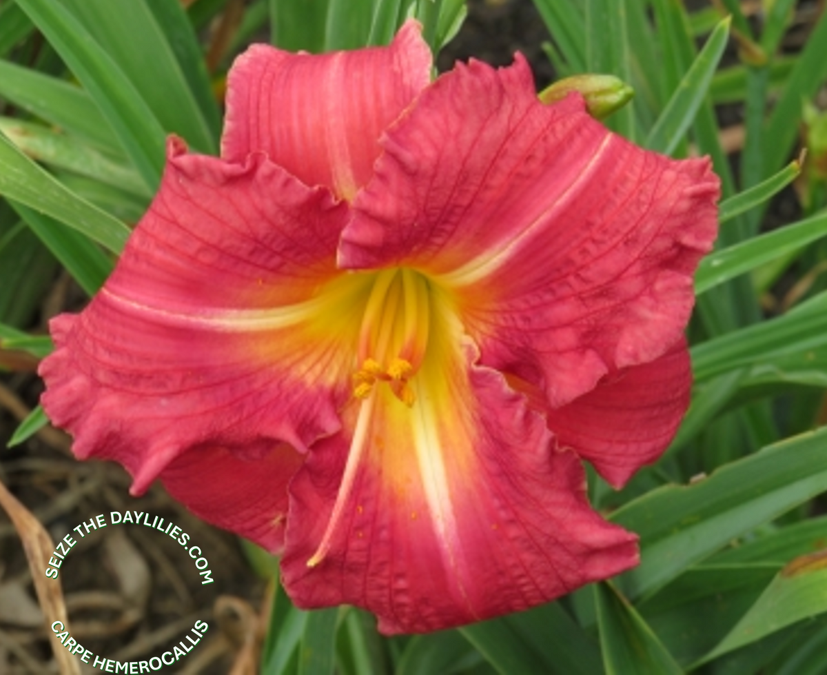 'Carlotta'  (Millikan-B., 1986)