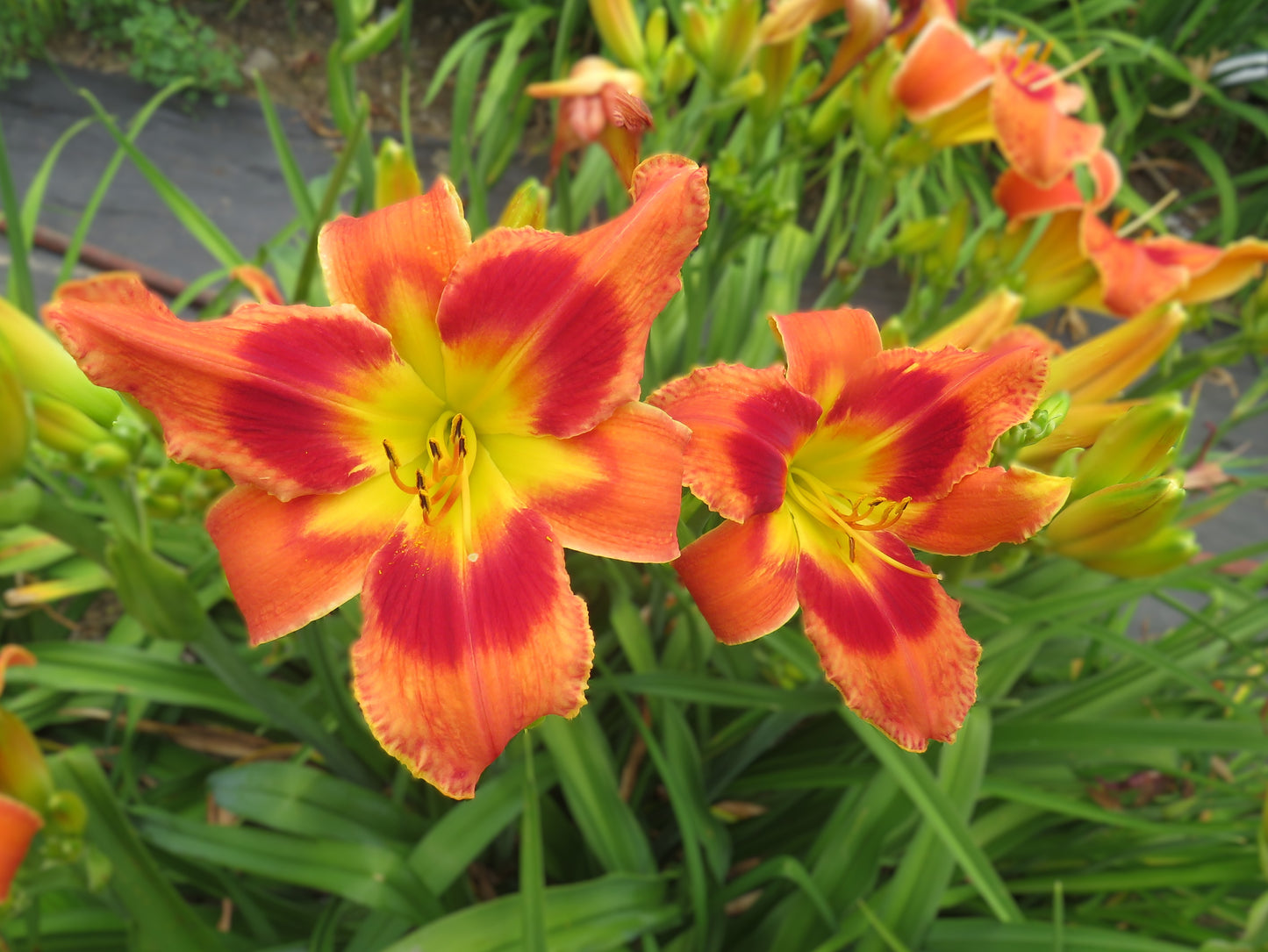 'Carnival in Caracas' (Santa Lucia, 2007)