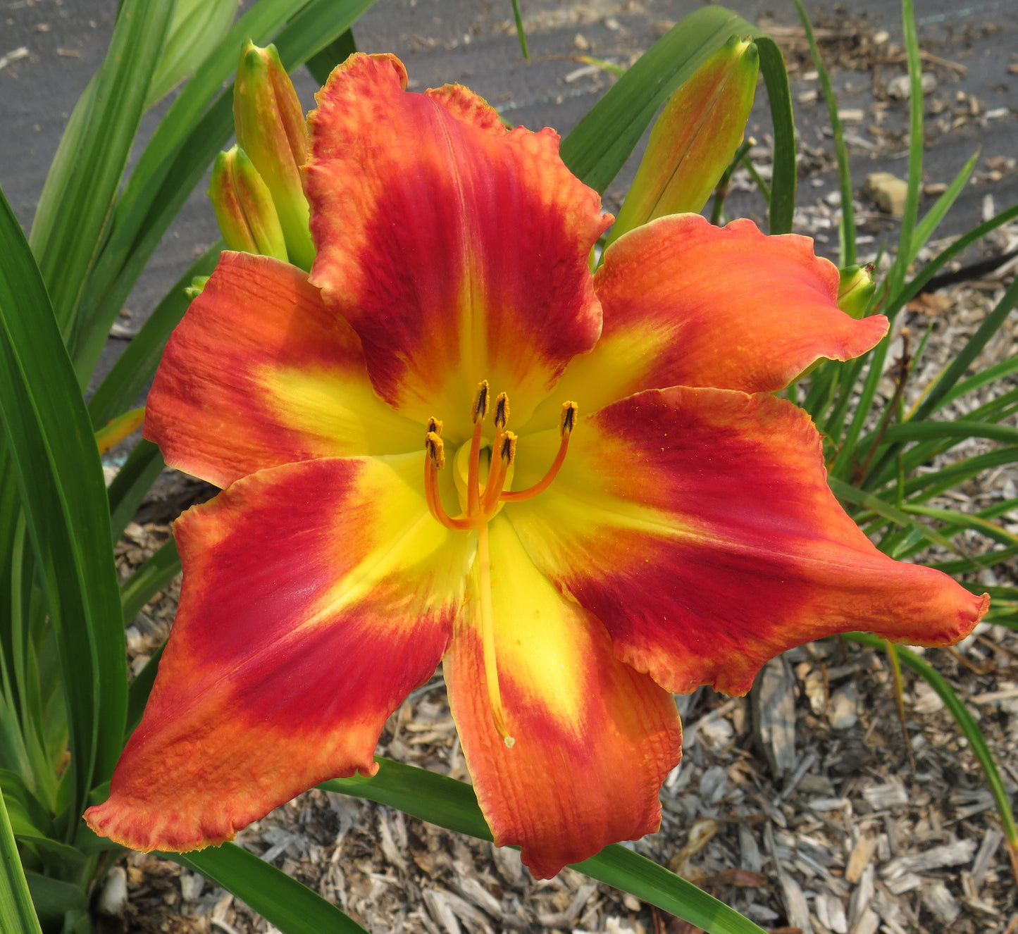 'Carnival in Caracas' (Santa Lucia, 2007)