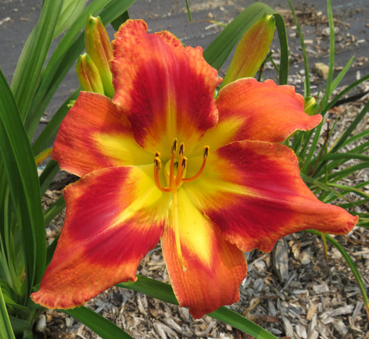 'Carnival in Caracas' (Santa Lucia, 2007)