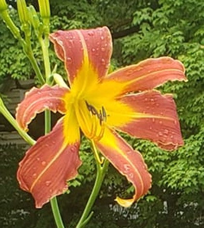 Daylily Seeds: 'Challenger' x 'Dances With Giraffes'