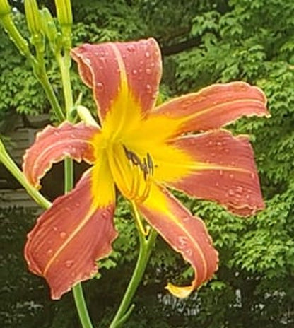 'Challenger' (Stout, 1949)