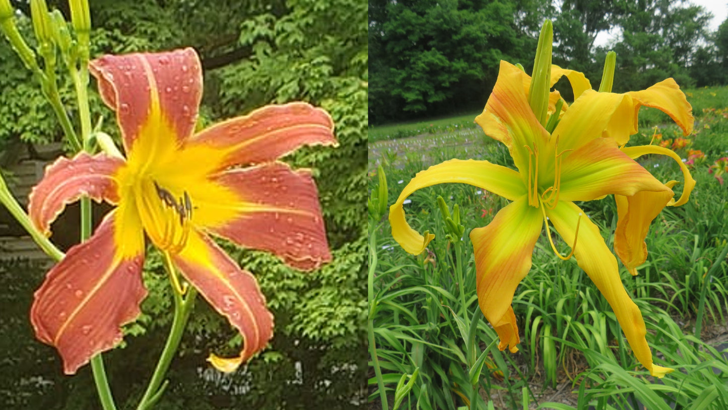 Daylily Seeds: 'Challenger' x 'Dances With Giraffes'