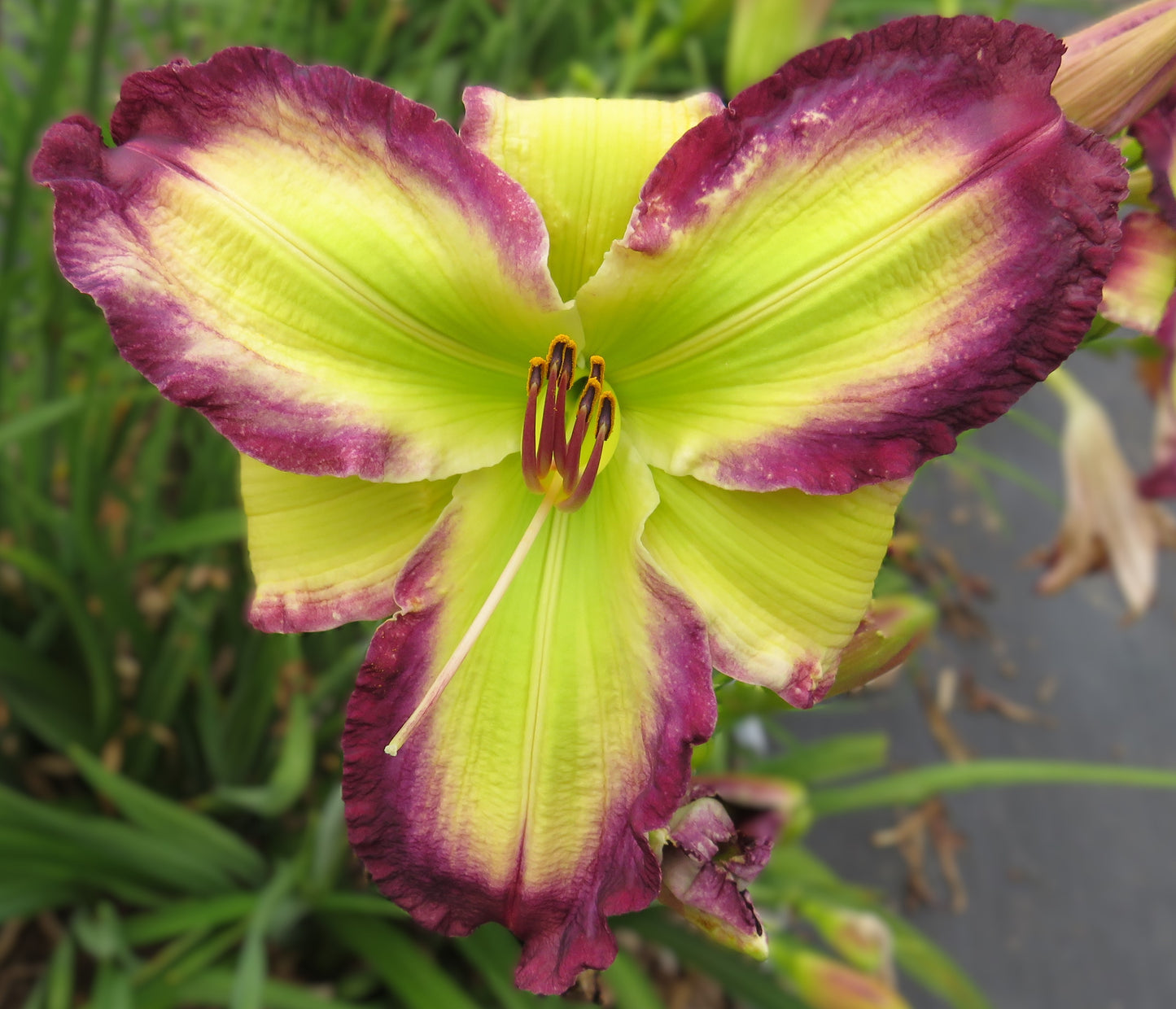 'Chasing Your Dreams' (Gossard, 2015)