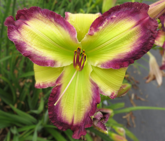 'Chasing Your Dreams' (Gossard, 2015)