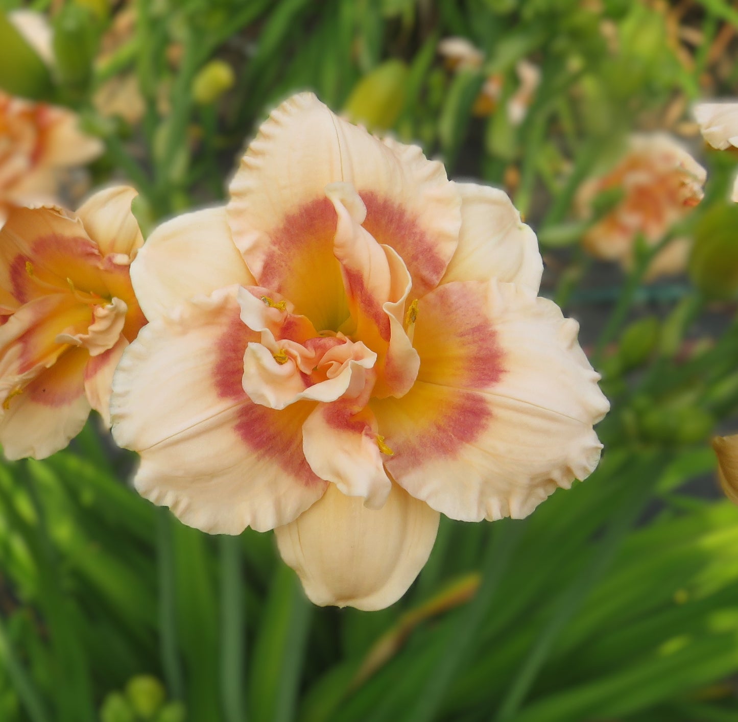 'Cherry Smash Cupcake' (Herrington-T., 2000)